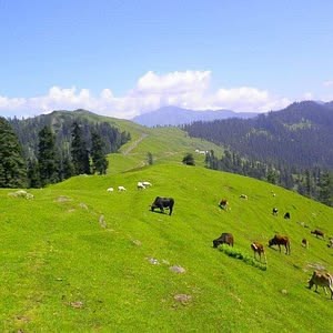 Jehlum Valley