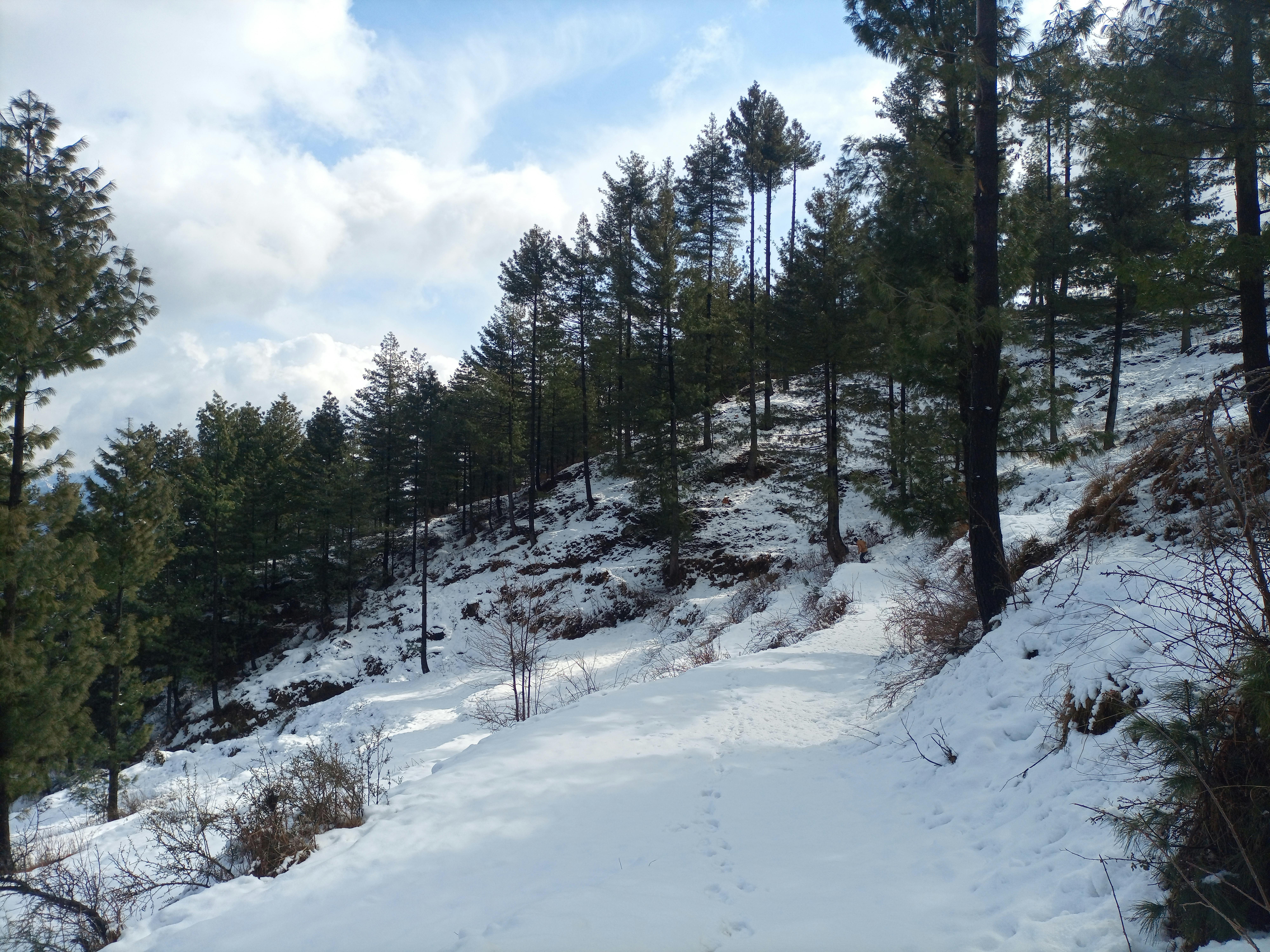 Muree